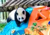 Cina: Chongqing, il panda gigante Wang Shu festeggia il suo primo compleanno (2)