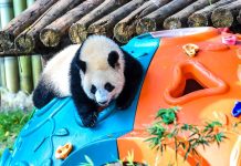 Cina: Chongqing, il panda gigante Wang Shu festeggia il suo primo compleanno (2)