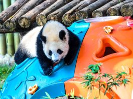 Cina: Chongqing, il panda gigante Wang Shu festeggia il suo primo compleanno (2)