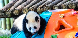 Cina: Chongqing, il panda gigante Wang Shu festeggia il suo primo compleanno (2)