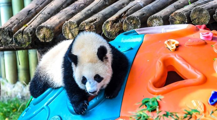 Cina: Chongqing, il panda gigante Wang Shu festeggia il suo primo compleanno (2)