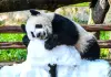 Cina: Chongqing, il panda gigante Wang Shu festeggia il suo primo compleanno (3)