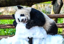 Cina: Chongqing, il panda gigante Wang Shu festeggia il suo primo compleanno (3)