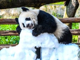 Cina: Chongqing, il panda gigante Wang Shu festeggia il suo primo compleanno (3)
