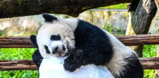 Cina: Chongqing, il panda gigante Wang Shu festeggia il suo primo compleanno (3)