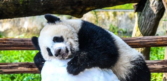 Cina: Chongqing, il panda gigante Wang Shu festeggia il suo primo compleanno (3)