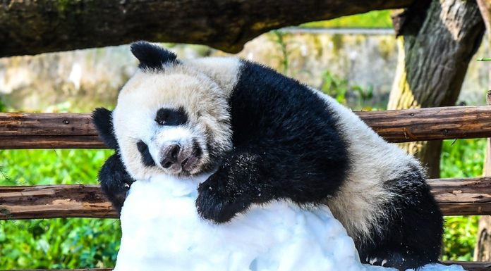 Cina: Chongqing, il panda gigante Wang Shu festeggia il suo primo compleanno (3)