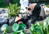Cina: Chongqing, il panda gigante Wang Shu festeggia il suo primo compleanno (4)