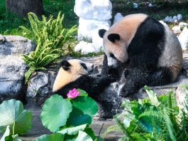 Cina: Chongqing, il panda gigante Wang Shu festeggia il suo primo compleanno (4)