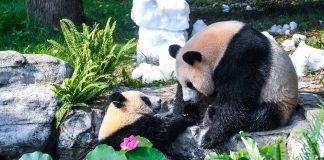 Cina: Chongqing, il panda gigante Wang Shu festeggia il suo primo compleanno (4)