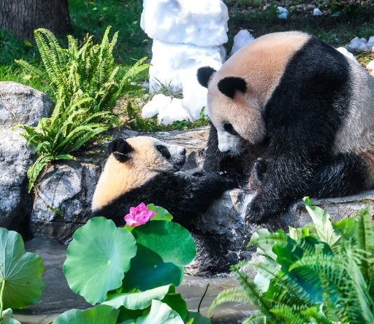 Cina: Chongqing, il panda gigante Wang Shu festeggia il suo primo compleanno (4)