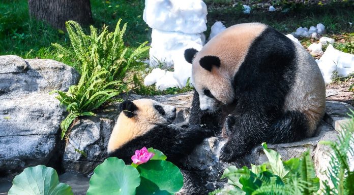 Cina: Chongqing, il panda gigante Wang Shu festeggia il suo primo compleanno (4)