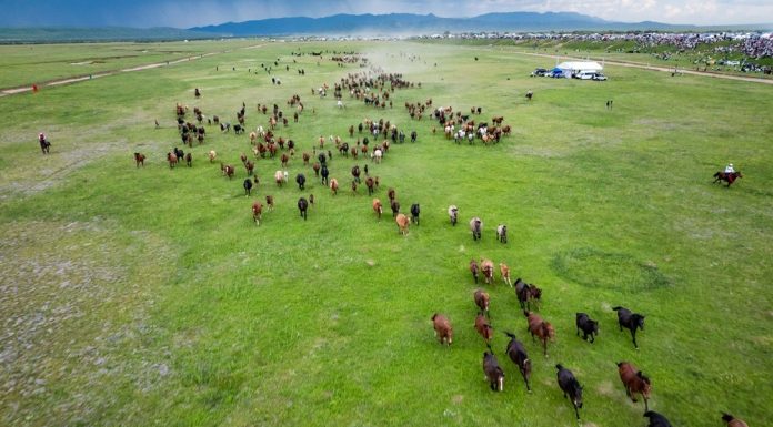 Cina: progressi significativi nella tutela delle praterie