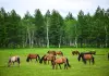 Cina: pubblicate linee guida per migliorare gestione asset di risorse naturali