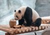 Cina: nuova struttura per i panda giganti allo zoo di Pechino (1)