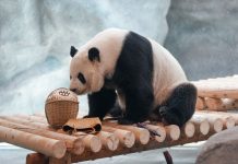 Cina: nuova struttura per i panda giganti allo zoo di Pechino (1)