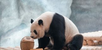 Cina: nuova struttura per i panda giganti allo zoo di Pechino (1)