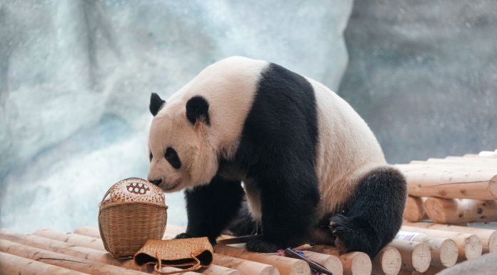 Cina: nuova struttura per i panda giganti allo zoo di Pechino (1)