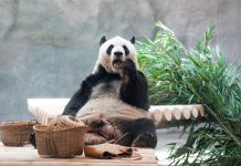 Cina: nuova struttura per i panda giganti allo zoo di Pechino (2)