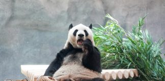 Cina: nuova struttura per i panda giganti allo zoo di Pechino (2)