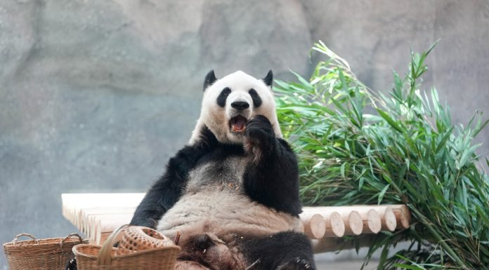 Cina: nuova struttura per i panda giganti allo zoo di Pechino (2)