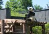 Cina: nuova struttura per i panda giganti allo zoo di Pechino (3)