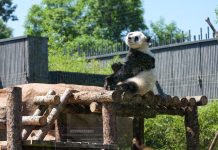 Cina: nuova struttura per i panda giganti allo zoo di Pechino (3)