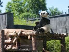 Cina: nuova struttura per i panda giganti allo zoo di Pechino (3)