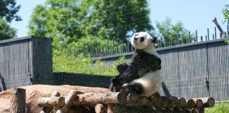 Cina: nuova struttura per i panda giganti allo zoo di Pechino (3)