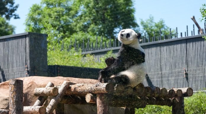 Cina: nuova struttura per i panda giganti allo zoo di Pechino (3)