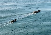 Cina: Shandong, allevamenti marini riprendono attività dopo il tifone Bavi (1)
