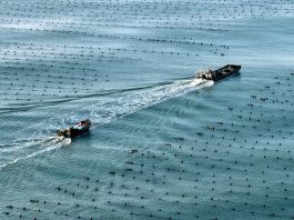 Cina: Shandong, allevamenti marini riprendono attività dopo il tifone Bavi (1)