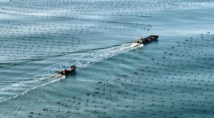 Cina: Shandong, allevamenti marini riprendono attività dopo il tifone Bavi (1)