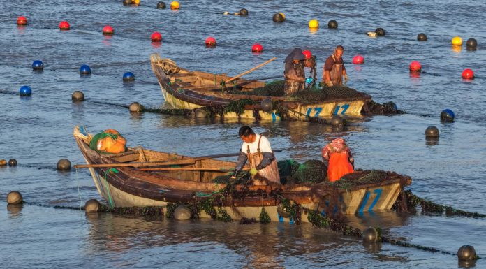 Cina: Shandong, allevamenti marini riprendono attività dopo il tifone Bavi (3)