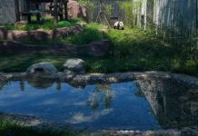Cina: nuova casa spaziosa, smart e green per i panda giganti allo zoo di Pechino
