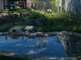 Cina: nuova casa spaziosa, smart e green per i panda giganti allo zoo di Pechino