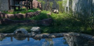Cina: nuova casa spaziosa, smart e green per i panda giganti allo zoo di Pechino