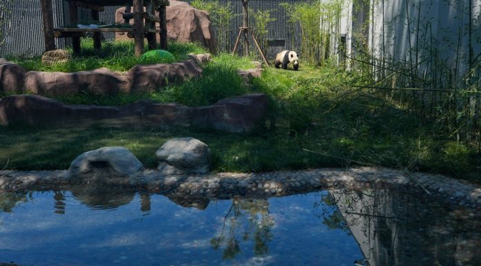 Cina: nuova casa spaziosa, smart e green per i panda giganti allo zoo di Pechino