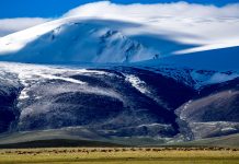 Cina: Xizang, antilopi tibetane attraversano il Senlong Zangbo (1)