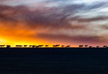 Cina: Xizang, antilopi tibetane attraversano il Senlong Zangbo (2)