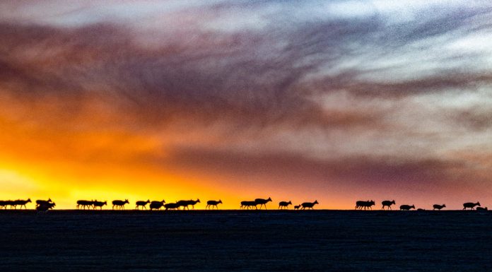 Cina: Xizang, antilopi tibetane attraversano il Senlong Zangbo (2)