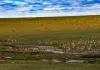 Cina: Xizang, antilopi tibetane attraversano il Senlong Zangbo (3)