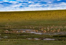 Cina: Xizang, antilopi tibetane attraversano il Senlong Zangbo (3)