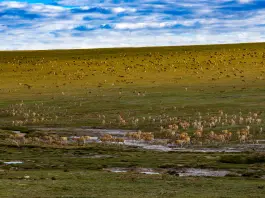 Cina: Xizang, antilopi tibetane attraversano il Senlong Zangbo (3)