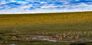 Cina: Xizang, antilopi tibetane attraversano il Senlong Zangbo (3)