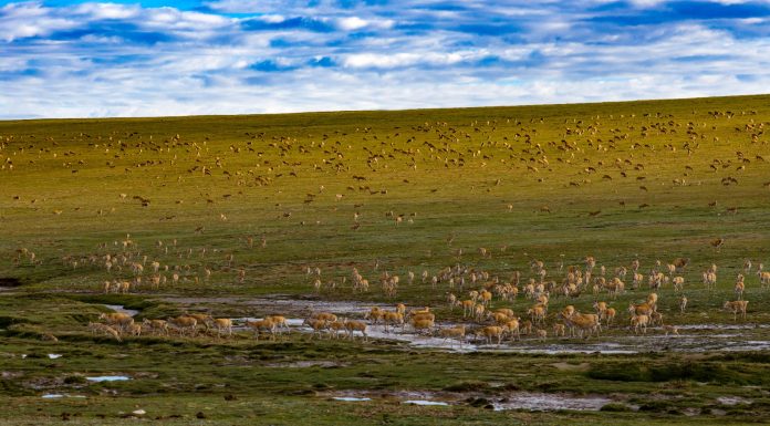 Cina: Xizang, antilopi tibetane attraversano il Senlong Zangbo (3)