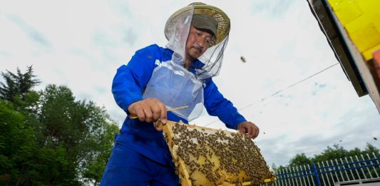 Cina: a Raohe l’industria delle api nere diventa un settore chiave (2)