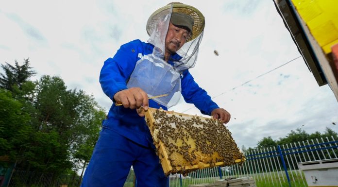 Cina: a Raohe l’industria delle api nere diventa un settore chiave (2)