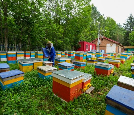 Cina: a Raohe l’industria delle api nere diventa un settore chiave (3)