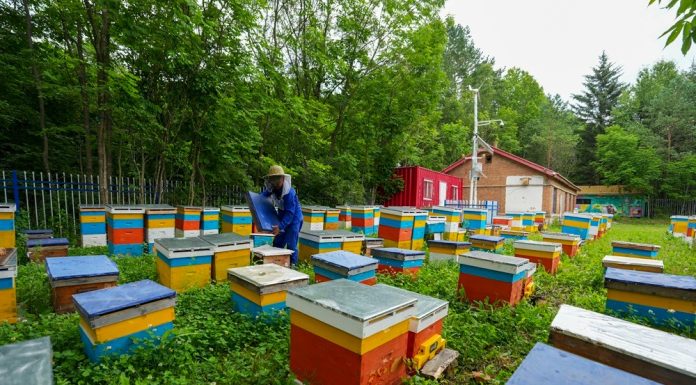 Cina: a Raohe l’industria delle api nere diventa un settore chiave (3)